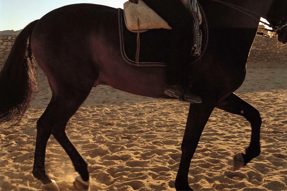 Dark horse saddled for riding on sandy ground in natural daylight