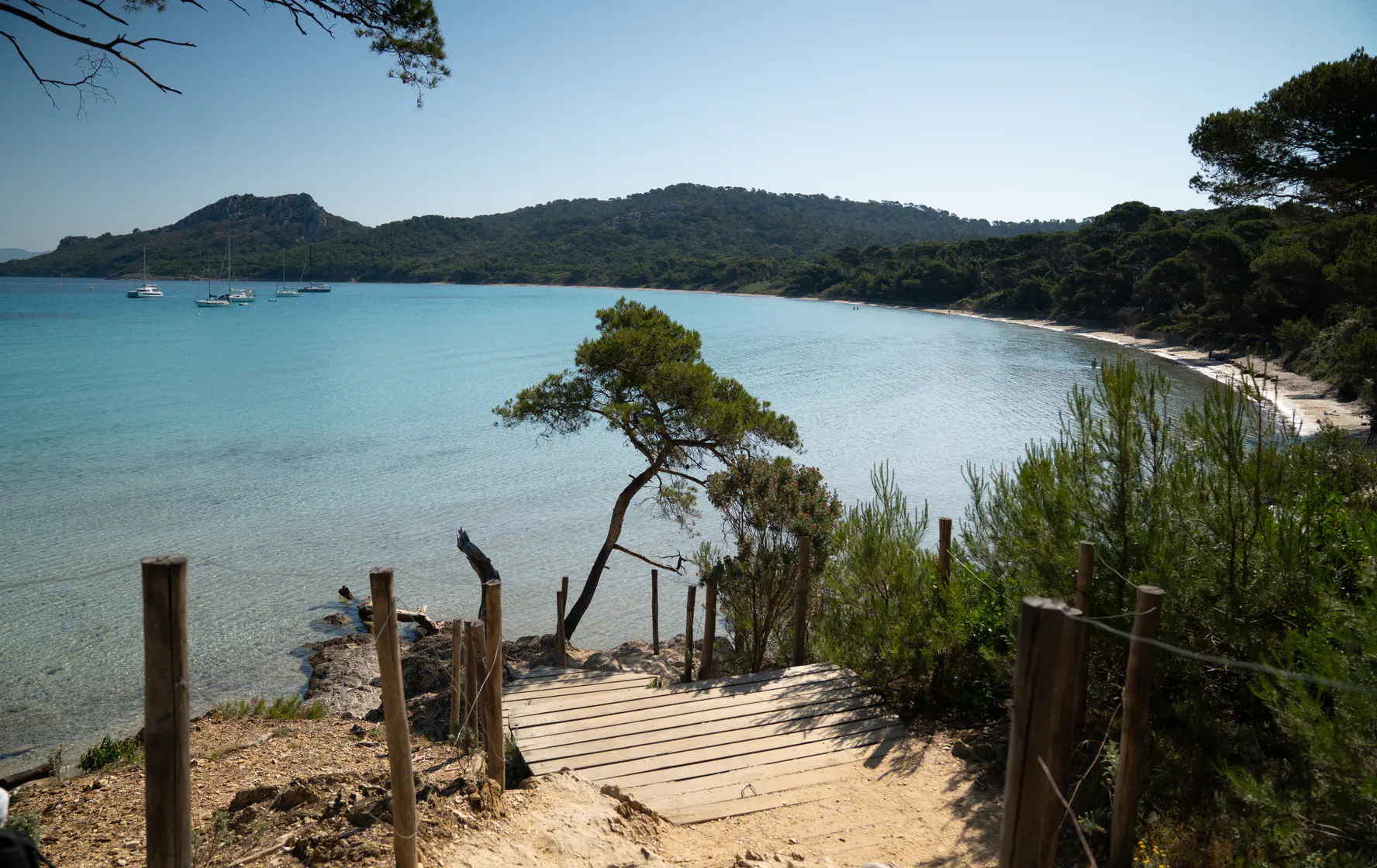 Wooden steps and a leaning pine on the path down to Plage de Notre-Dame, Porquerolles