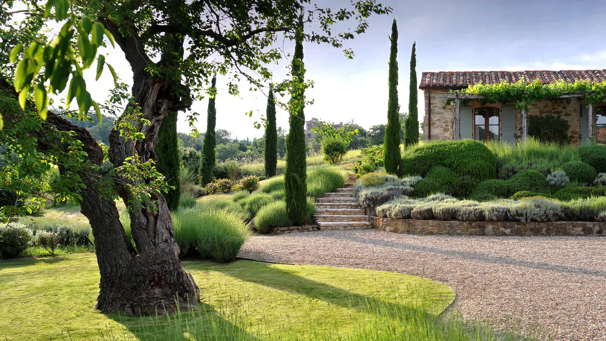 A gravel garden path beneath an olive tree, bordered by lavender and cypress leading to the stone house