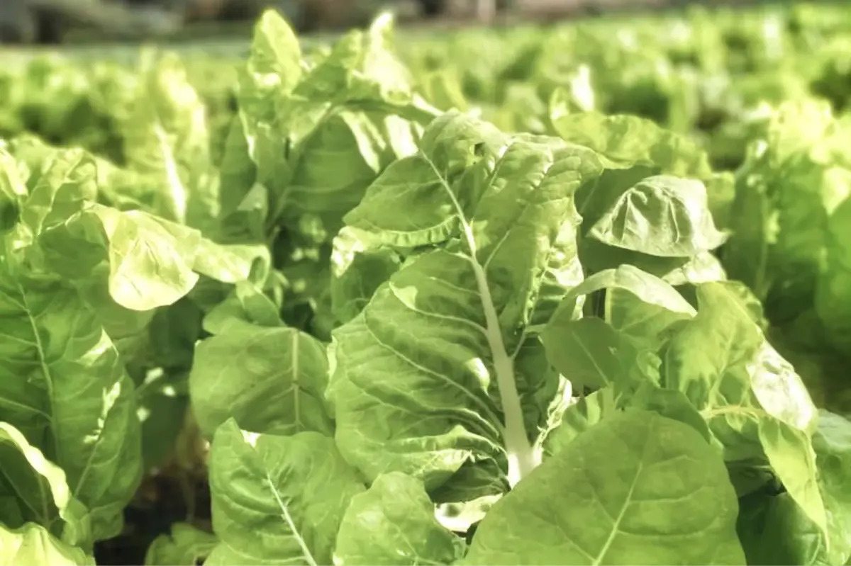 Rows of fresh produce plants growing in afternoon sunlight on the estate’s organic grounds