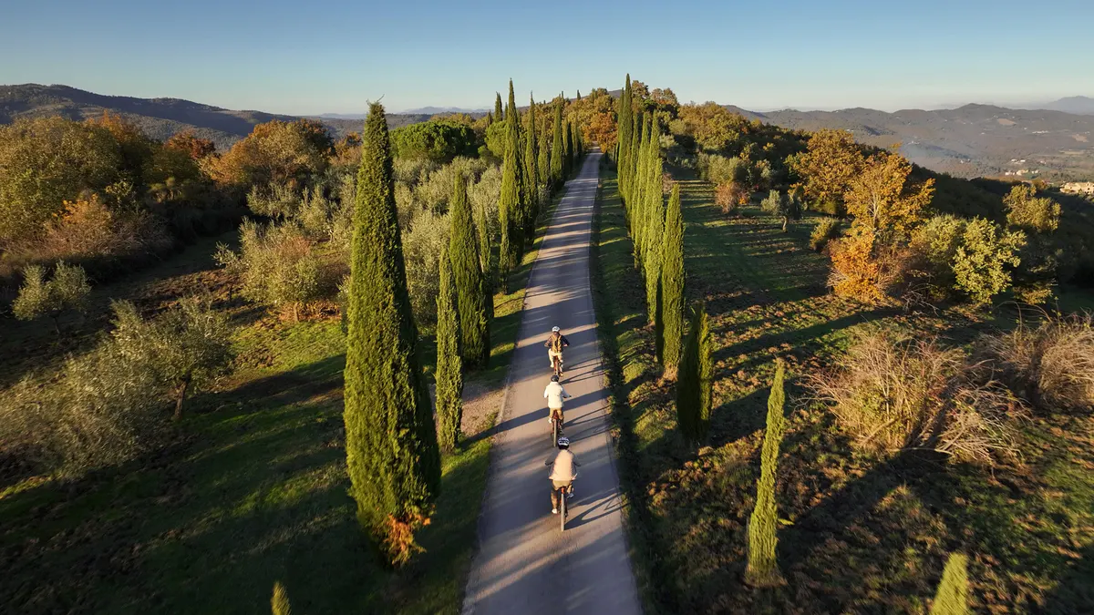 An aerial view of a cypress lined path winding through the estate at golden hour