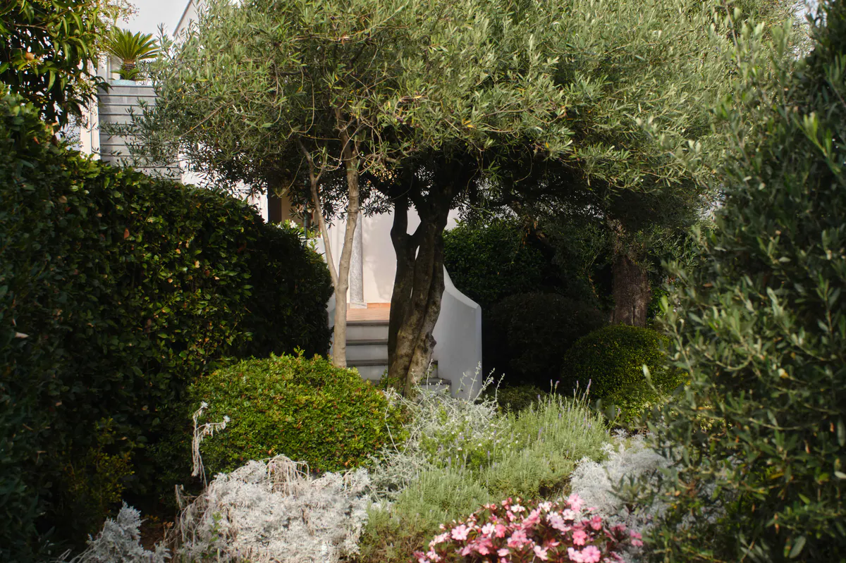 Garden path lined with lush vegetation, flowering plants, and whitewashed villa walls