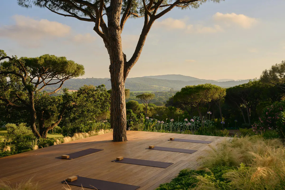 Yoga mats arranged on outdoor deck under mature umbrella pine trees