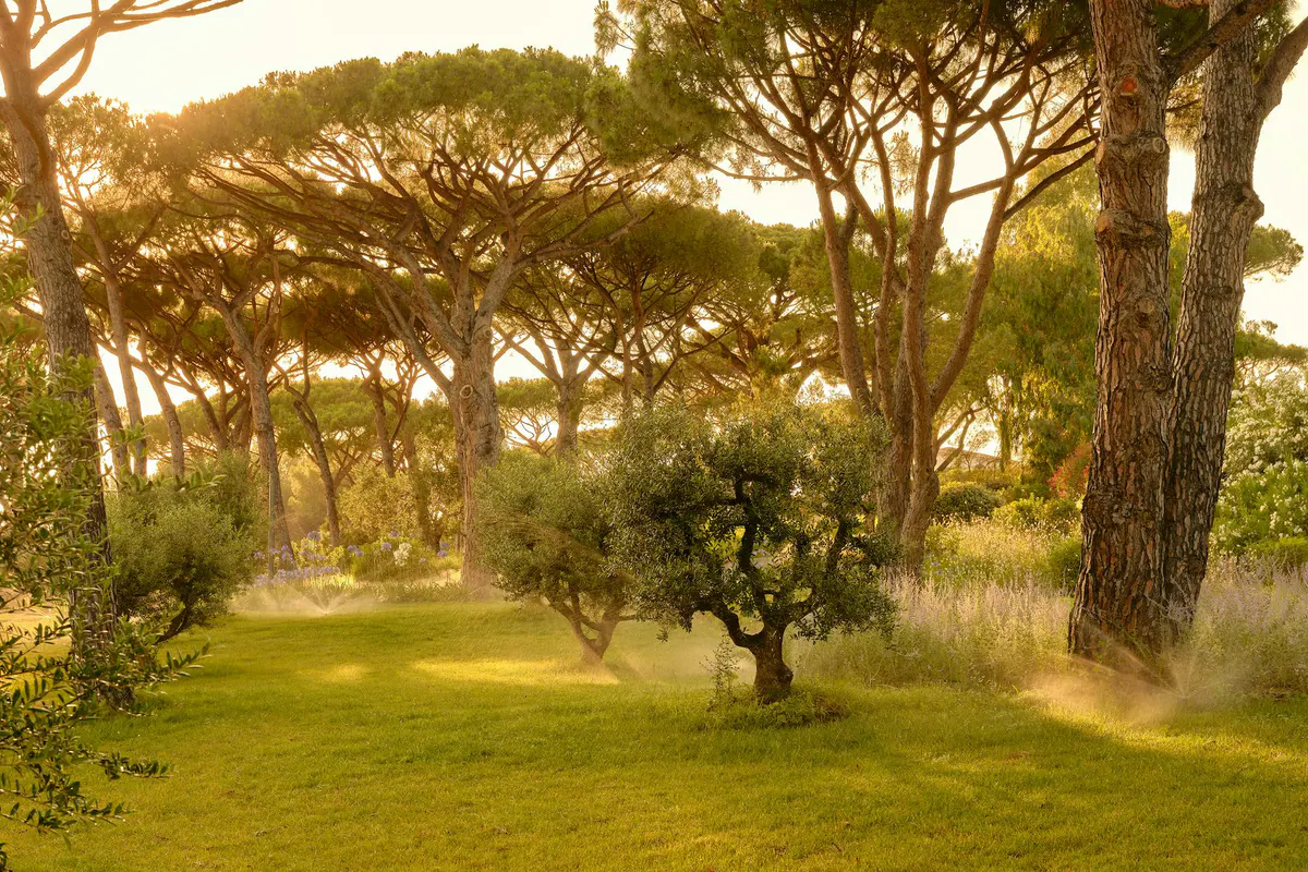 Shaded pathways lined with mature umbrella pines winding through manicured grounds