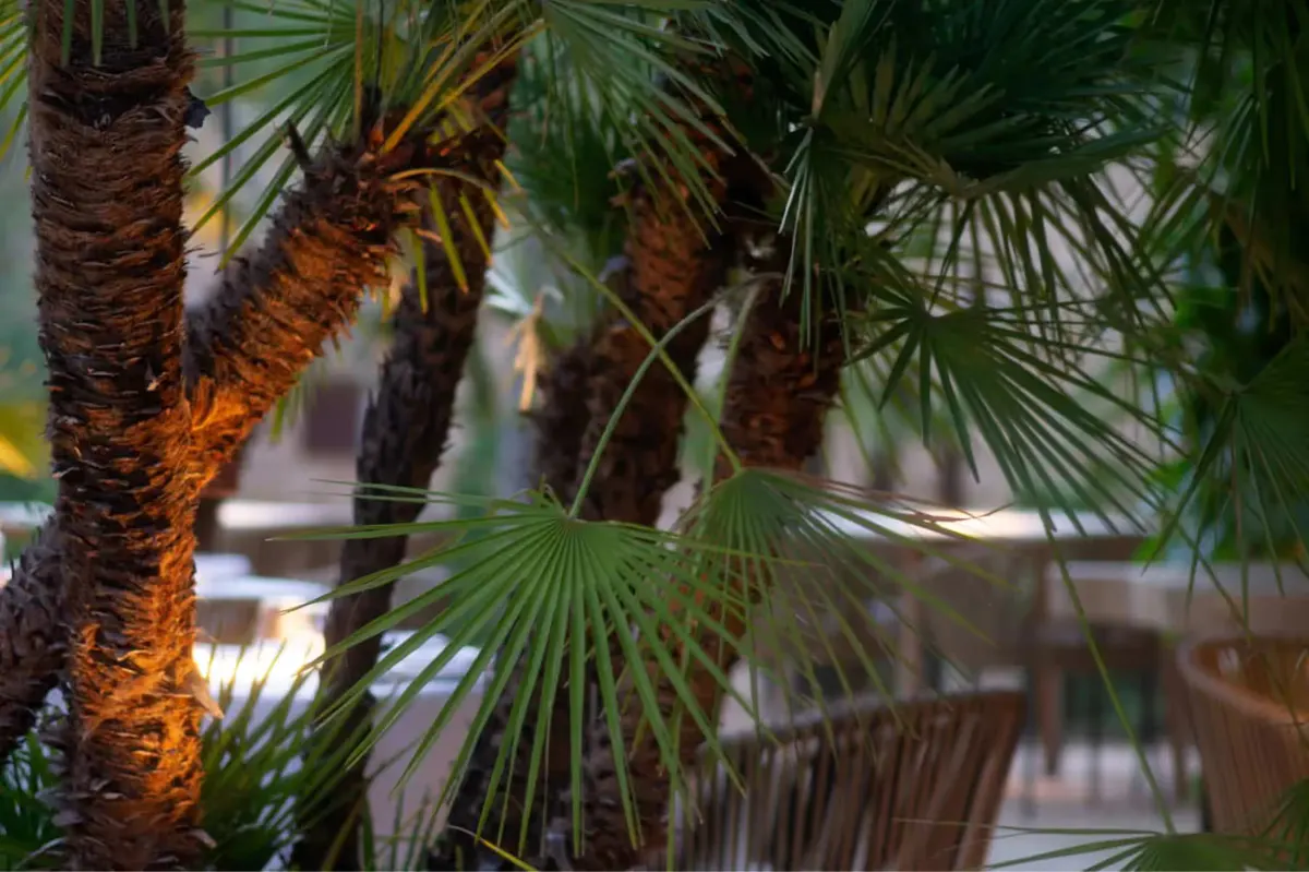 Palm fronds filtered by warm afternoon light in the dining pavilion garden