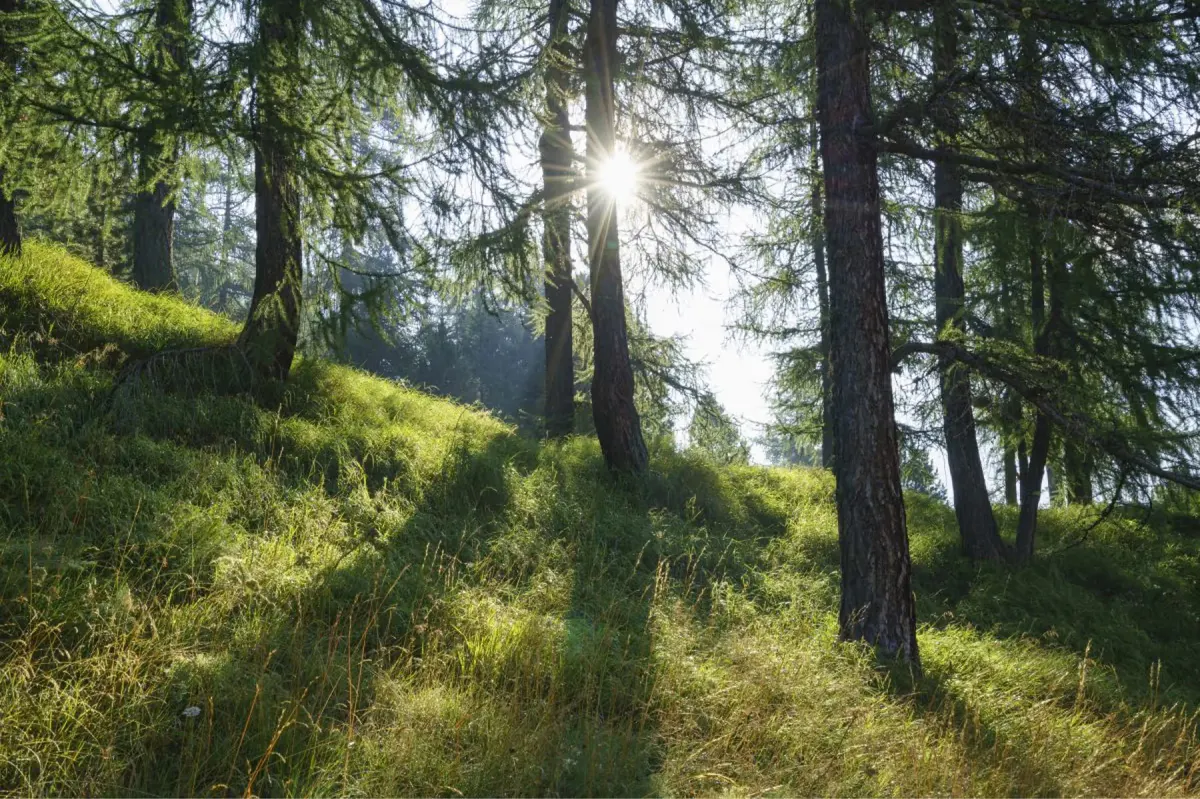 A sunlit forest trail lined with larch and fir trees, suitable for hiking and nature walks
