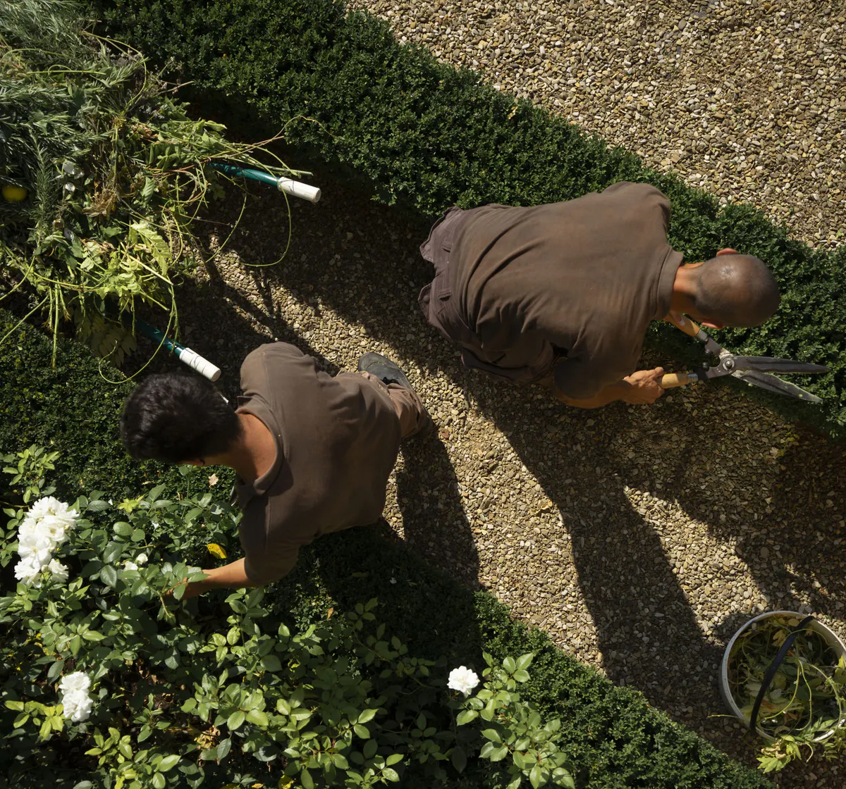 An aerial view of two gardeners pruning flowering hedges along a gravel path