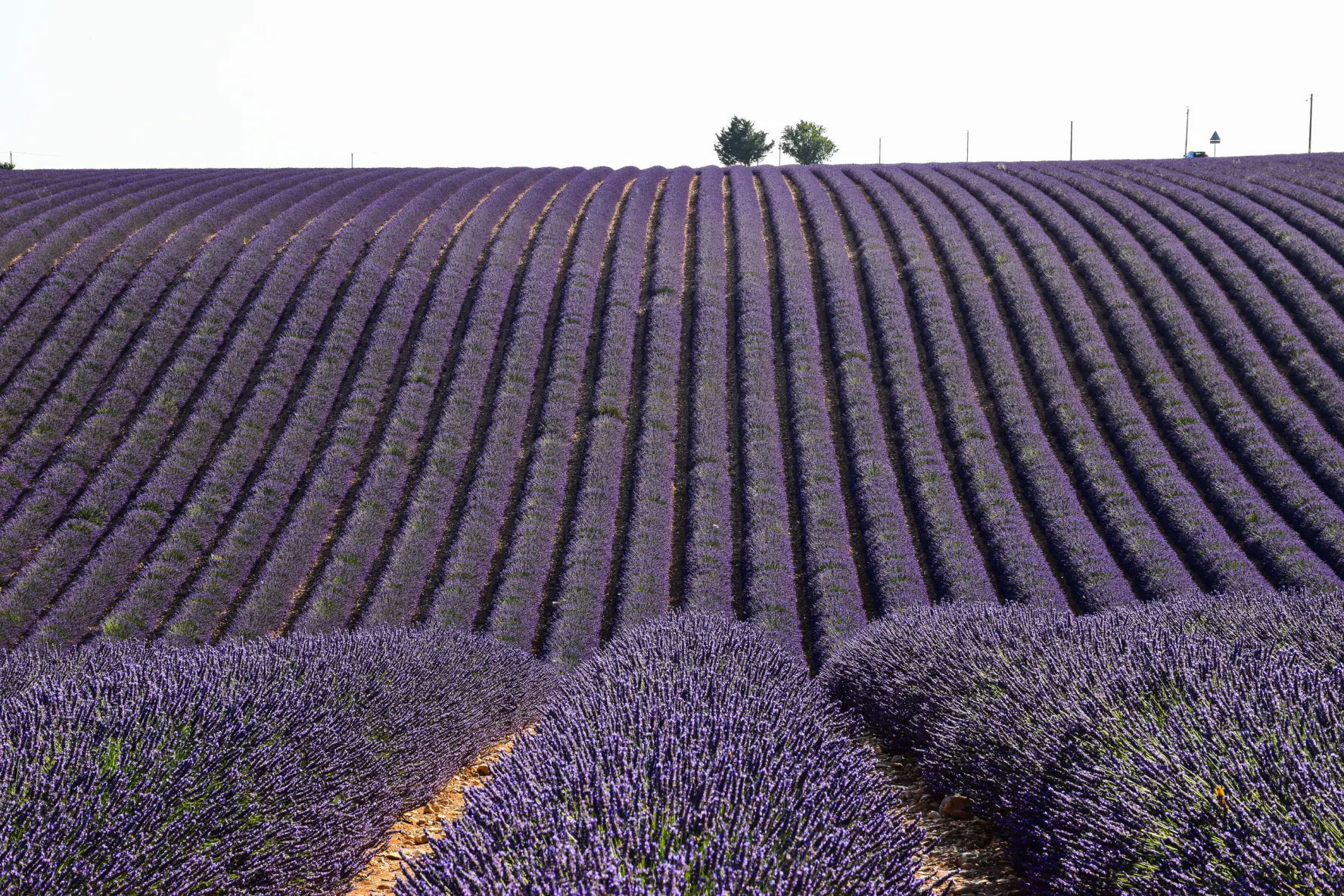 Rolling rows of lavender covering a hillside on the Valensole plateau