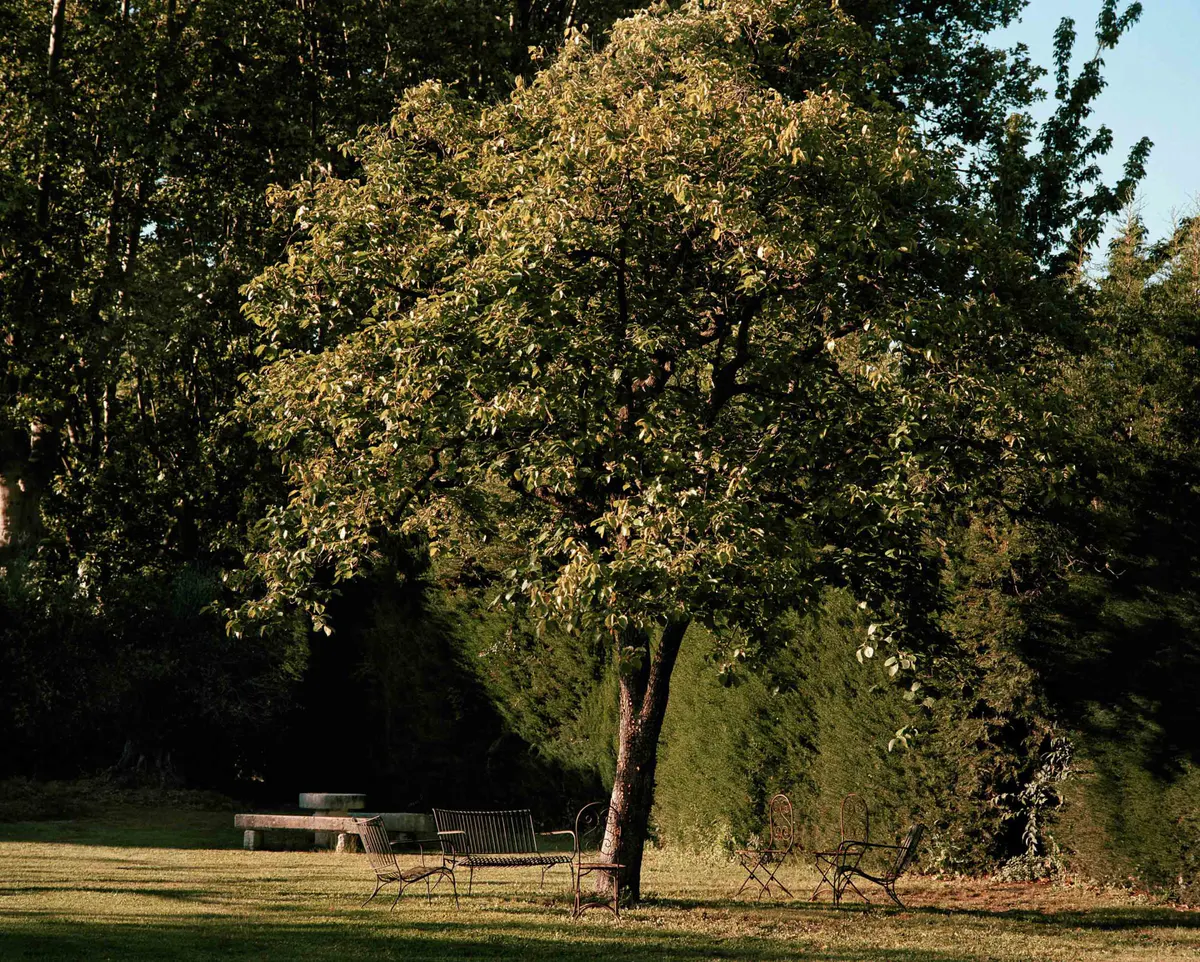 Olive tree with weathered trunk providing shade in sunlit garden courtyard