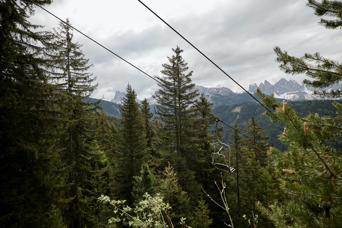 A mountain forest landscape with evergreen trees and distant peaks visible through a gap in vegetation