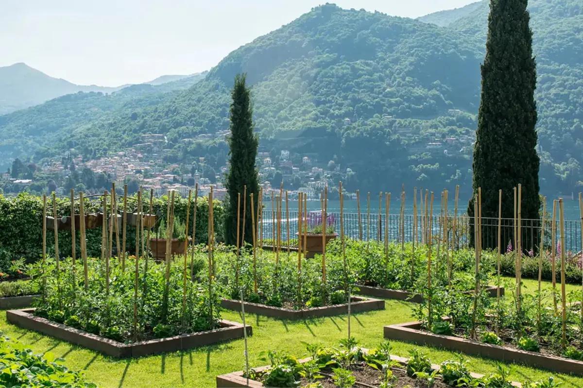 Vegetable gardens with tall cypress, wire structures, and lake view