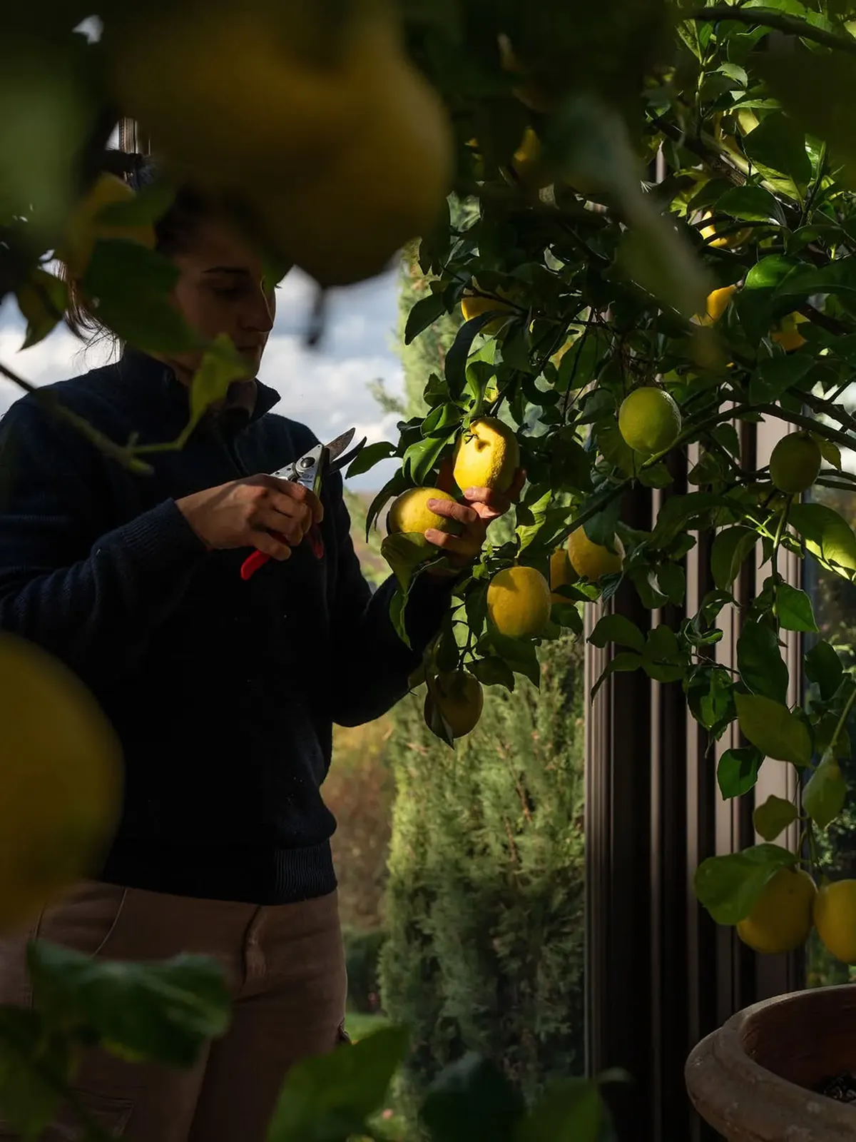A gardener pruning a potted lemon tree inside a glass conservatory