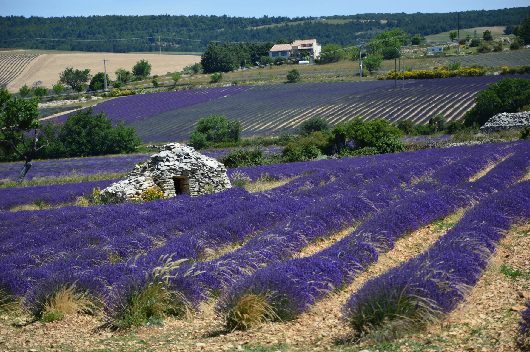 A dry-stone borie standing in a lavender field north of Ferrassières, hills behind