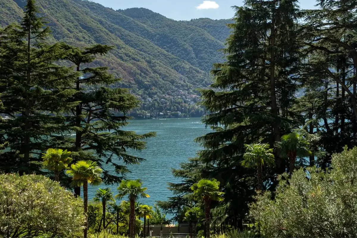 Forested landscape with lake vista framed between tall evergreen trees