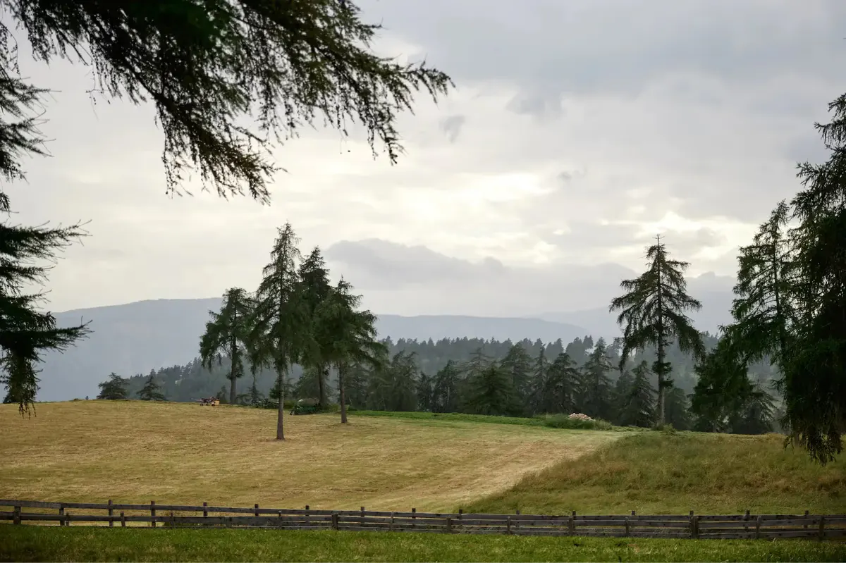 Alpine meadow with trees and distant Dolomite peaks under overcast sky