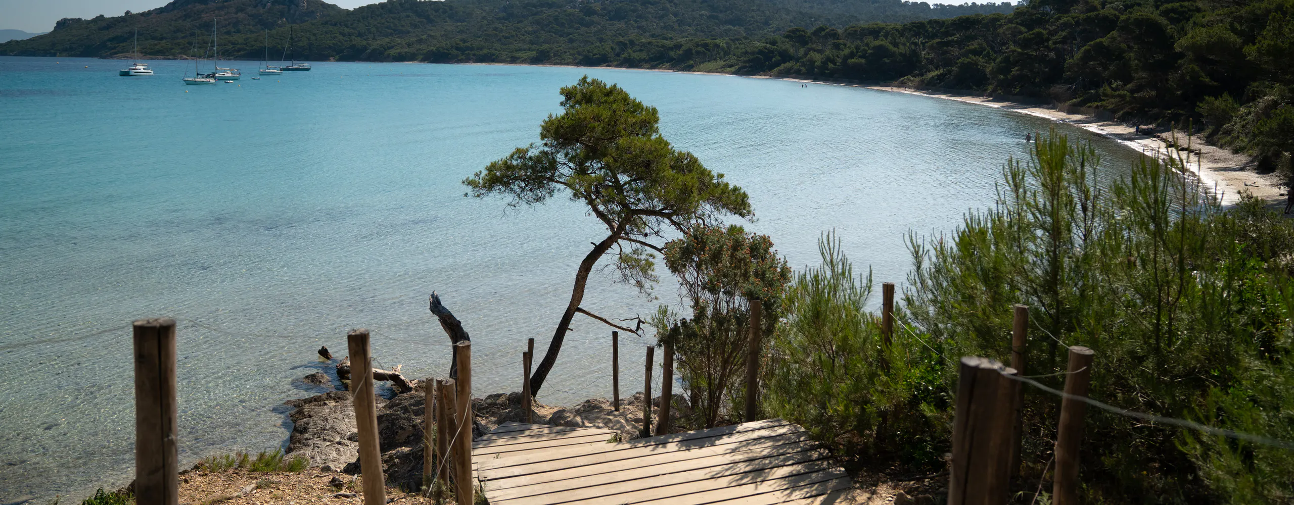 Plage de Notre-Dame on Porquerolles, clear turquoise water and a lone pine above the beach