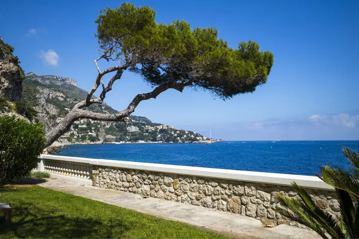 A gnarled tree frames a white stone wall with Mediterranean views