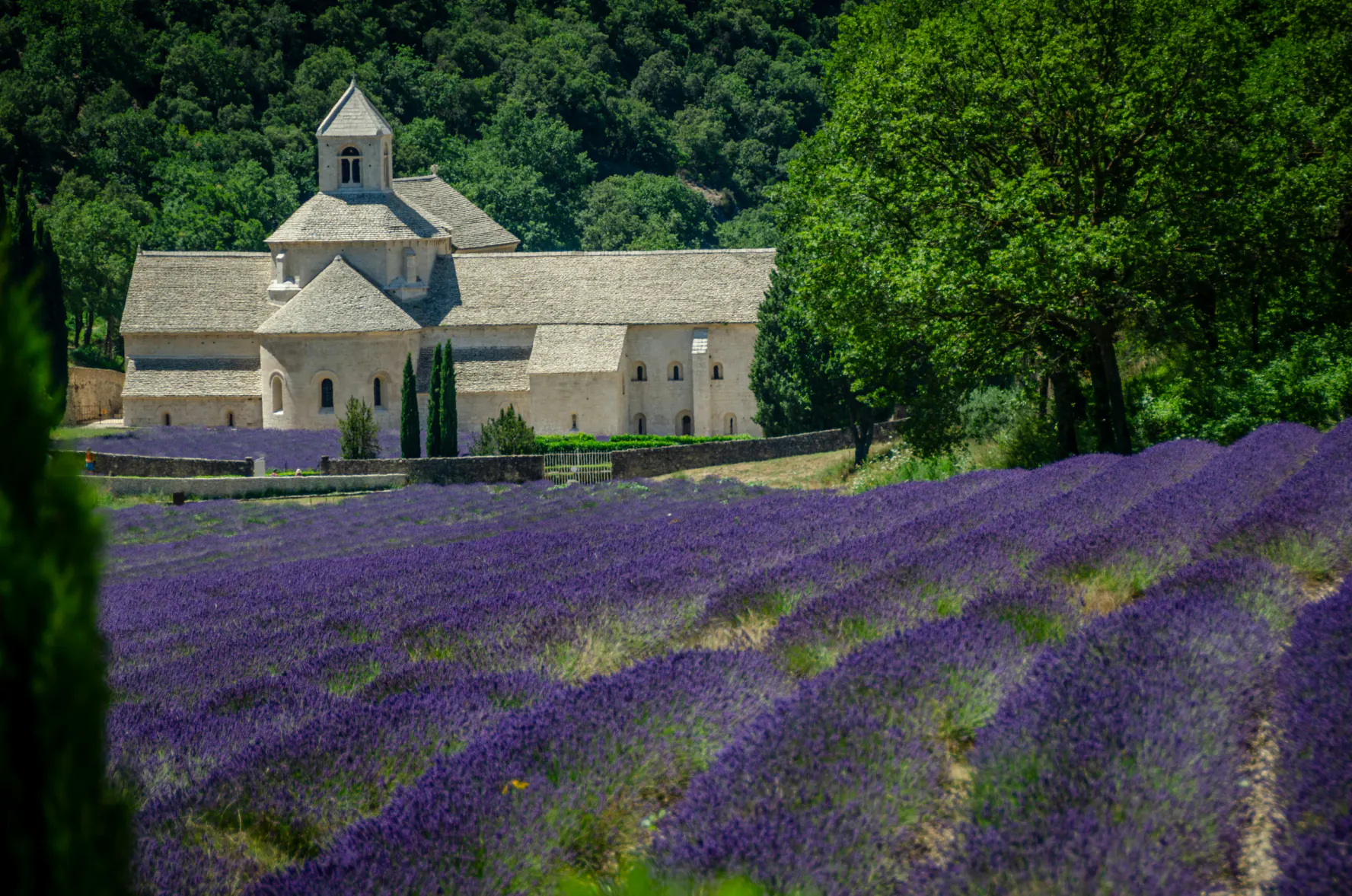 Lavender fields in front of Abbaye Notre-Dame de Sénanque, the stone abbey outside Gordes