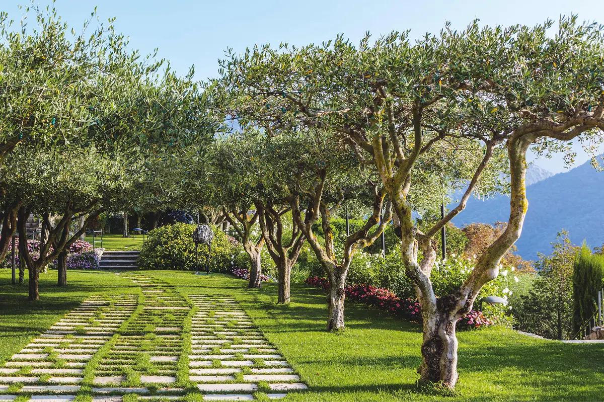 Shaded walkway lined with mature olive trees, stone paving, Mediterranean landscape beyond