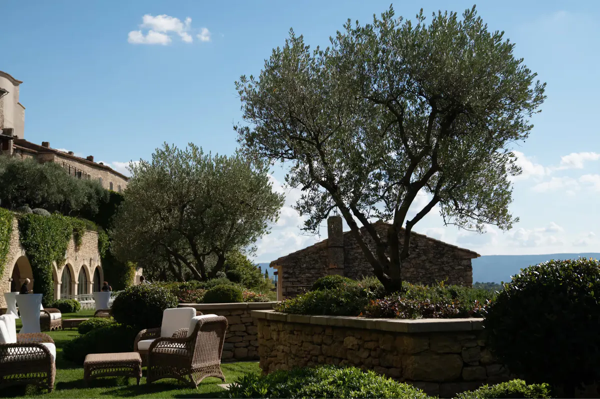 Olive tree anchoring the terrace garden with manicured hedges and loungers